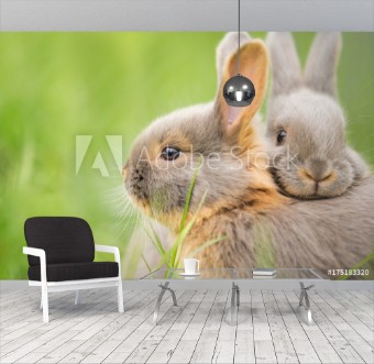 Picture of Rabbit Buddies